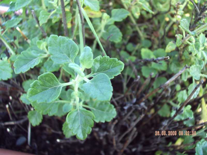 Teucrium flavum subsp. glaucum